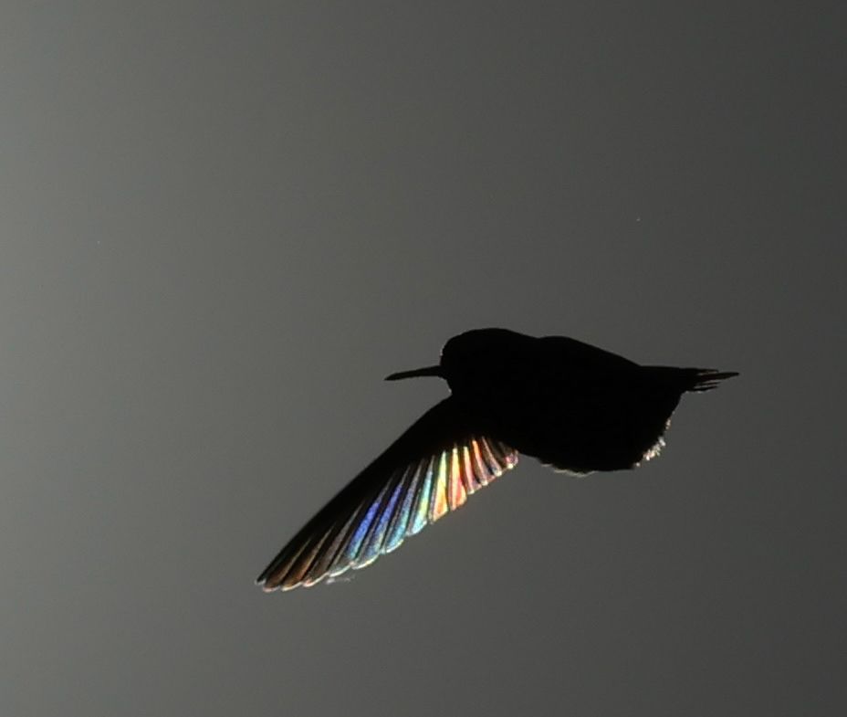 The photo shows a hummingbird from the left side with the left wing straight out and glowing rainbow colors from being backlit by the sun. 