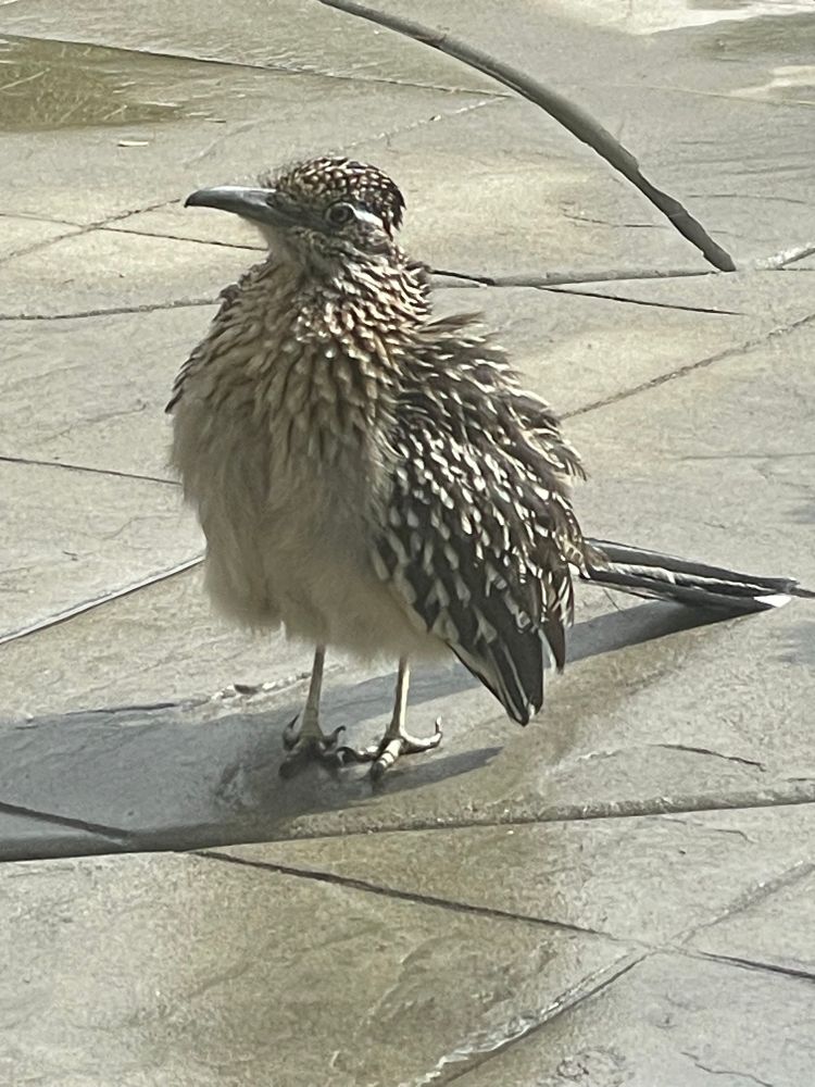 A roadrunner on a patio after a cold rainy night. It has its feathers fluffed up and has its back to the sun to warm up. 