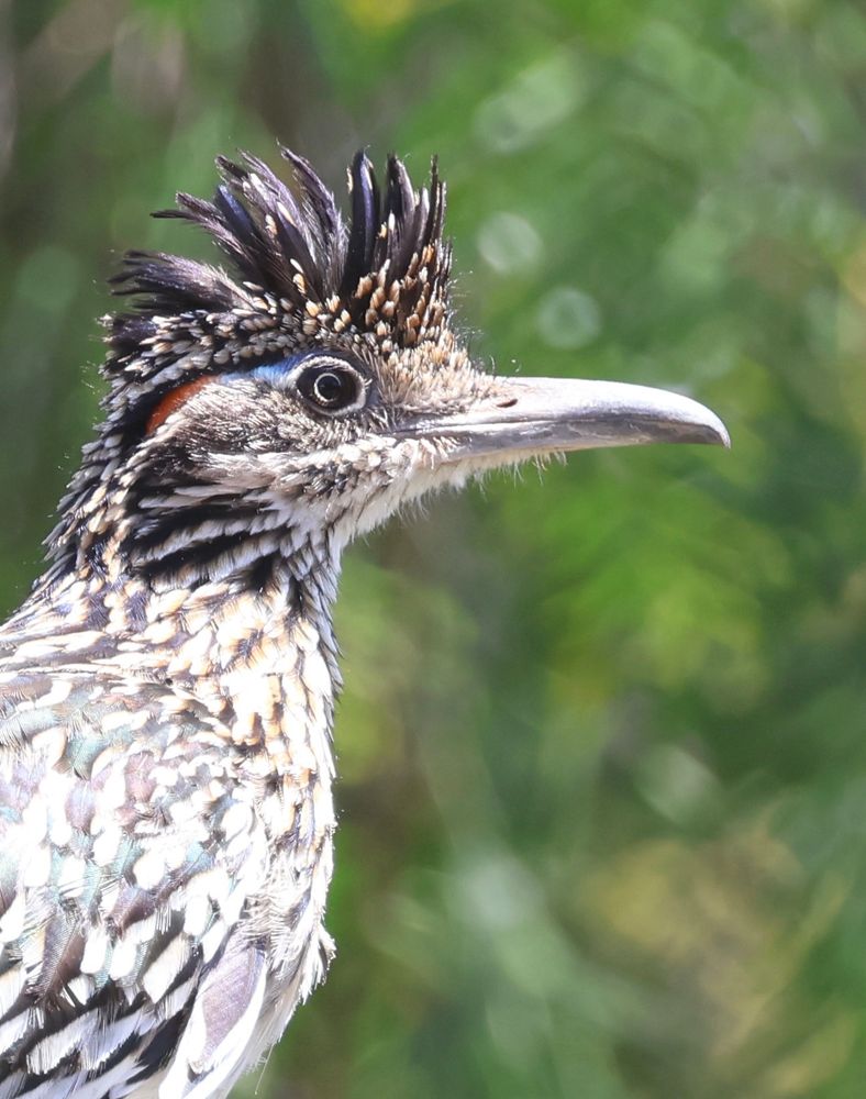 A close up of a roadrunner in the sunshine. It is facing to our right. Behind each eye is a skin patch that is blue close to the eye and turns to orange farther away. 