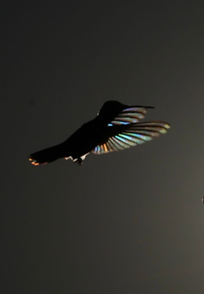 Very color iridescence from the backlit wings of a hummingbird. Glowing colors of red, green, and blue. 