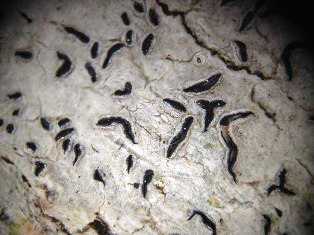 Magnified view depicts tree bark covered by a creamy white crustose lichen with black marks, known as a "scribble" lichen. 