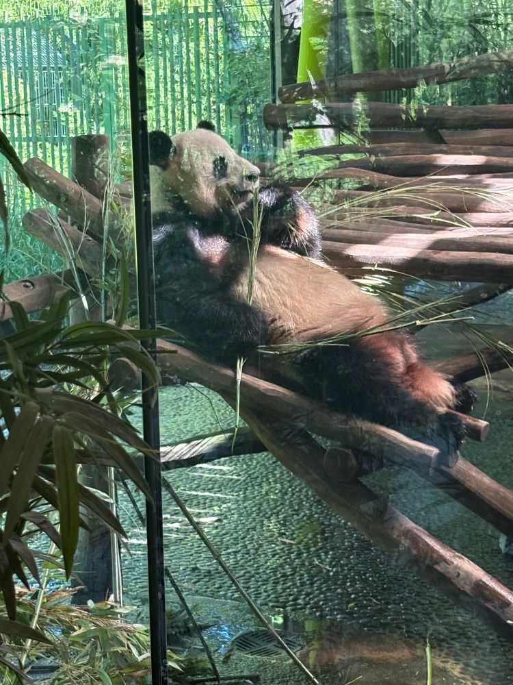 Panda lying on their back eating bamboo 