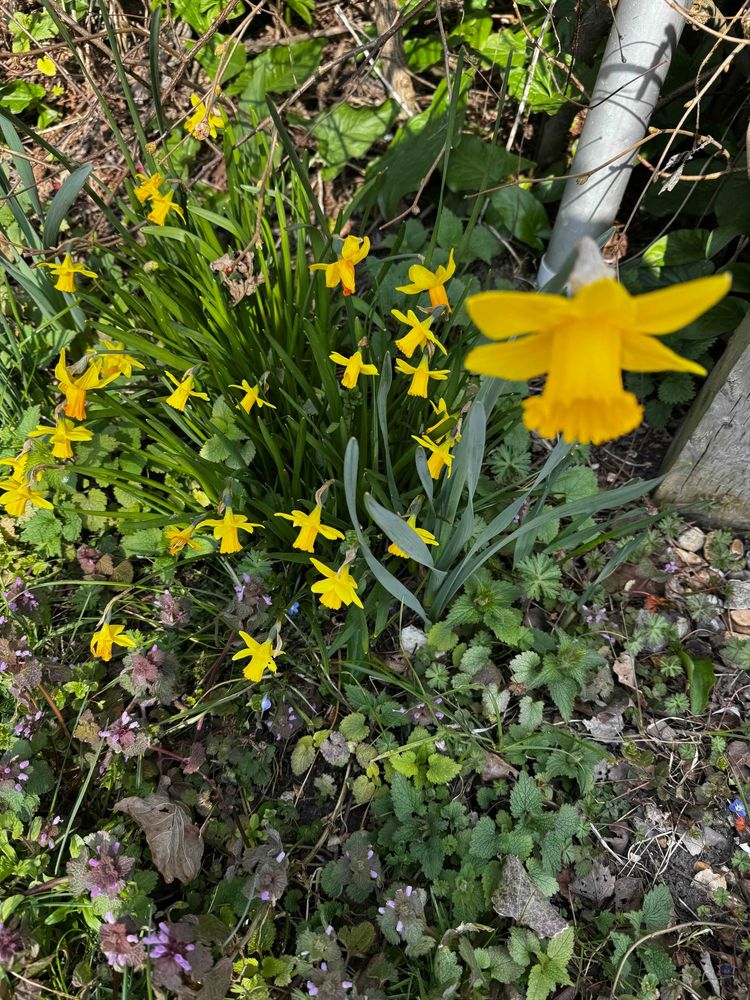 Daffodils