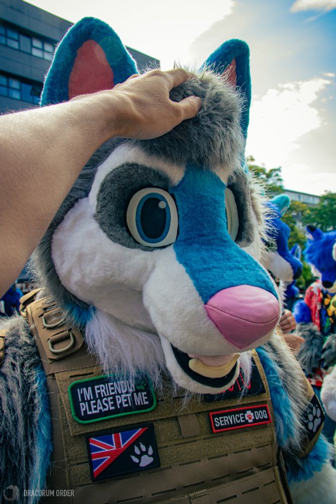 Furry dog husky fursuit pets
