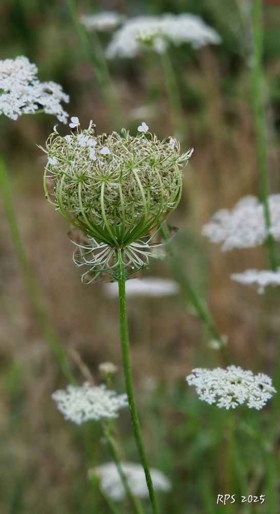 Blüte von einer Wilden Möhre in Nahaufnahme. Die Blütenblätter sind weiß und der Blütenkopf sieht aus, wie ein Krone.