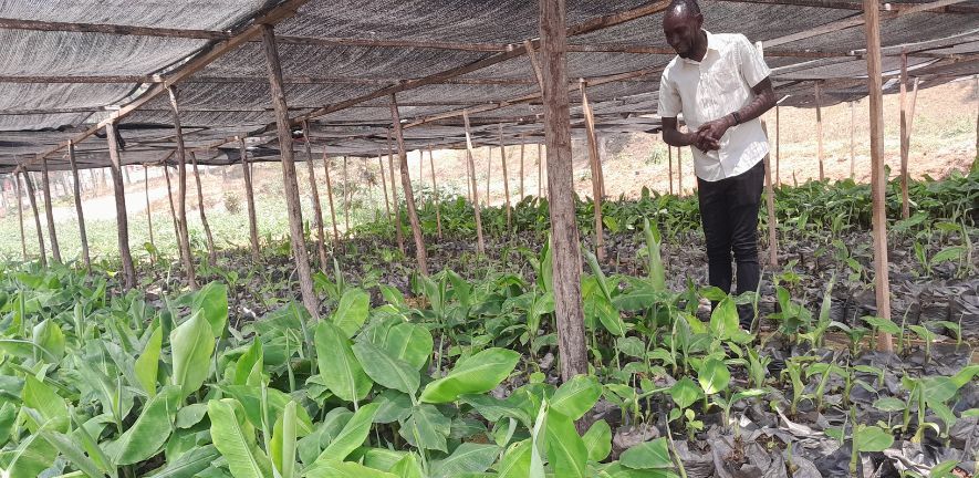 Banana seed enterprise in Rwanda. Photo credit: Dr Aman Bonaventure Omondi.  