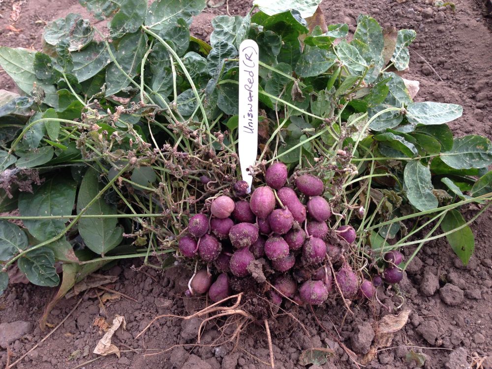 Bambara groundnut. Credit Dr Presidor Kendabie, Postdoctoral Research Associate, University of Virginia, USA.