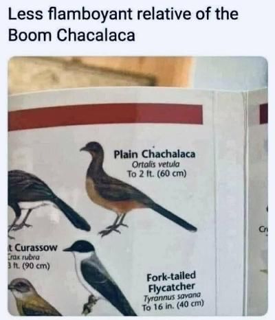 Picture of bird. Text is

Plain Chachalaca. Ortalis vetula. To 2 ft. (60 cm)

Comment above reads "Les flamboyant relative of the Boom Chachalaca"