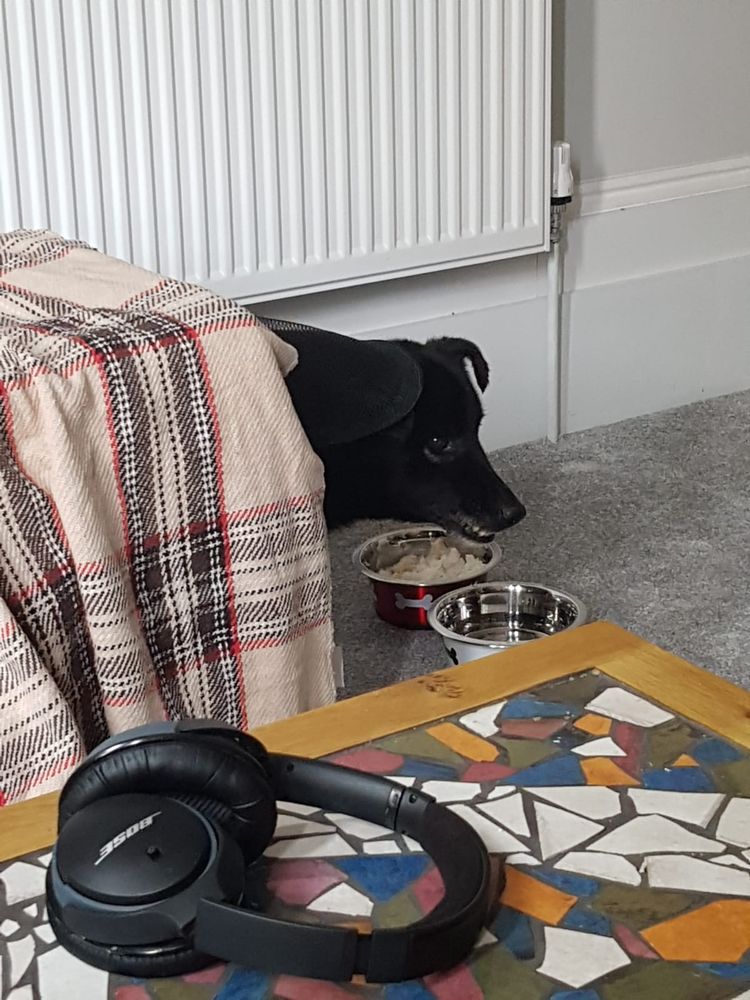 A medium-sized black dog. His head is peeking out from a covered dog cage. He is eating chicken and rice from a red food bowl and looks uneasy.