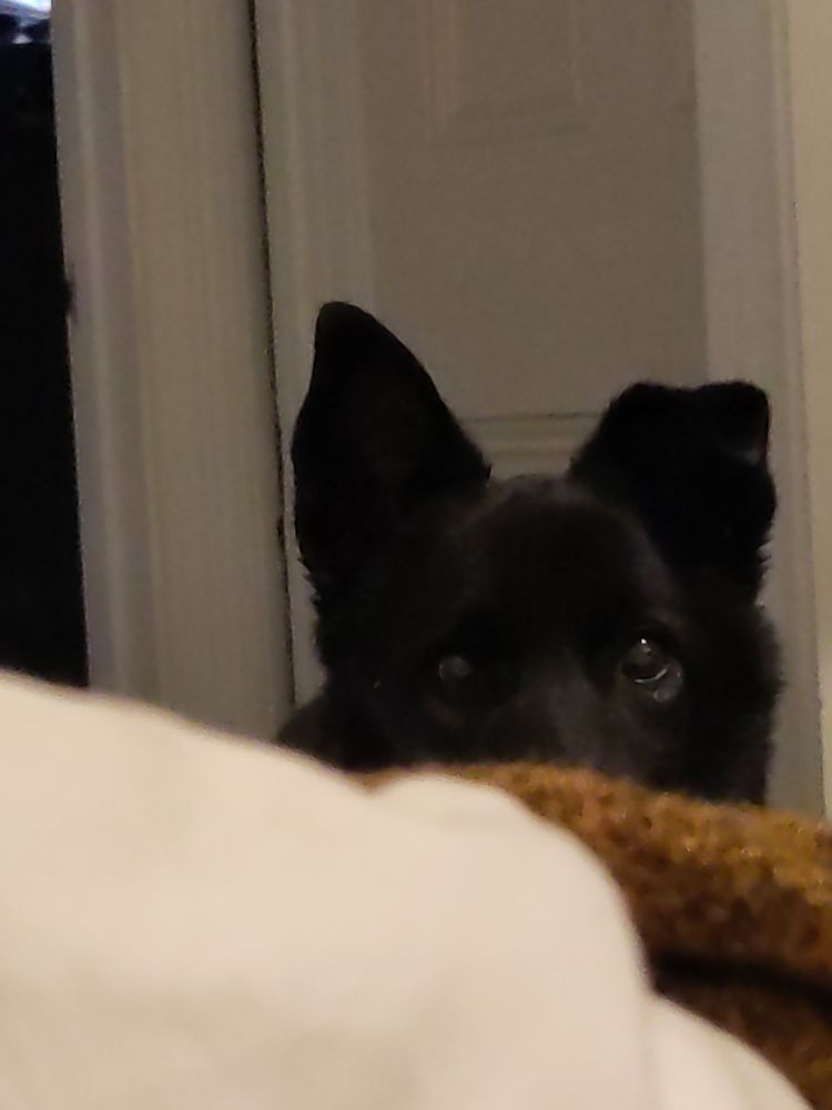 A medium-sized black dog peering over the edge of a bed at the person taking the photo. One of his ears is perked up and the other is slightly floppy. His gaze is intense and he is trying to get the person's attention.
