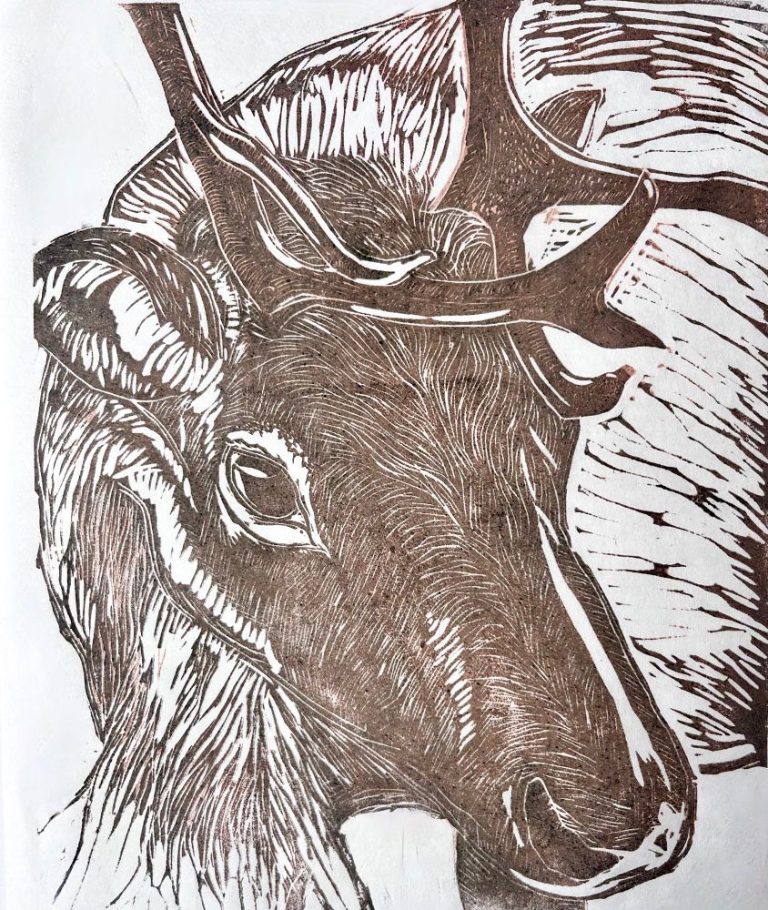 Reindeer in Iceland