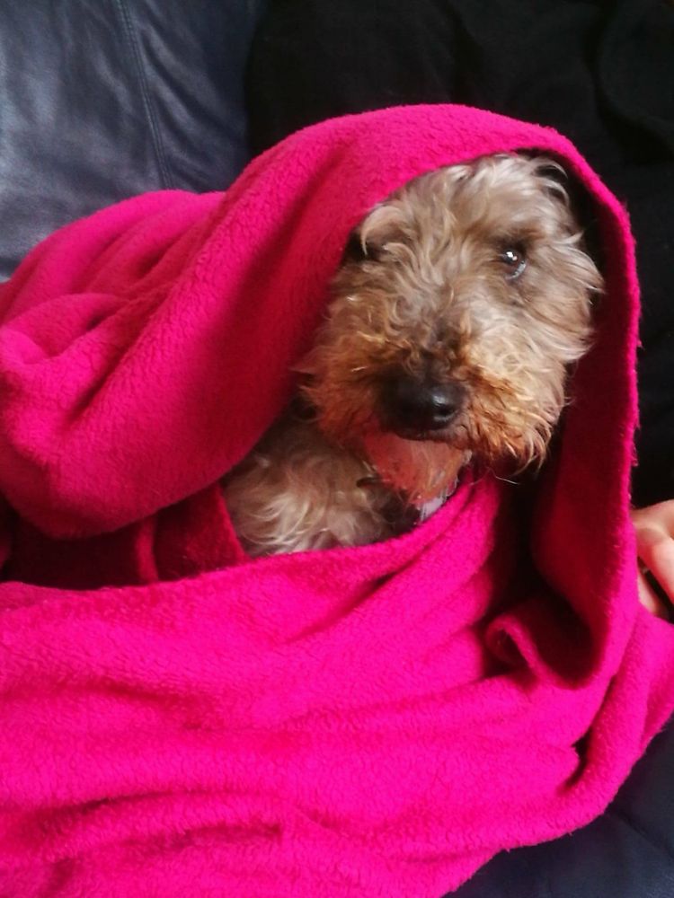 Jingles on the couch wrapped in another of her blankets. This one is bright pink. She is looking out at the camera from underneath it. For all her sternness, she was a sweet and cuddly dog, and she was always so pleased to have me home. I believe I gave her a good life. I tried my best.