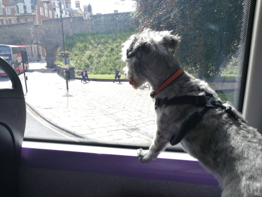 JJ on the bus in York. She was a good public transport dog and loved to look out of the windows.