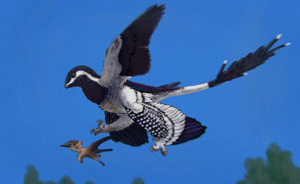 an adult Wulong is hunting on the wing, it's about to use its right leg to kick a juvenile Sinopterus out of the air.

Wulong is a kind of microraptorine dromaeosaurid (bird-like theropod dinosaurs who were capable of gliding and in some instances powered flight). it's only known from a juvenile specimen but we have preserved feathers from it that show the individual had iridescent feathers on the forelimbs and hindlimbs, with grey feathers on the rest of the body. Here i speculate that the colouration was a juvenile colouration and that the adults would be visually distinct

Sinopterus is a kind of tapejarid pterosaur (flying reptiles that were frugivorous and had large conspicuous crests) known from the same formation as Wulong, ive based this reconstruction on the dubious pterosaur Nemicolopterus that many - includng myself - consider a juvenile tapejarid