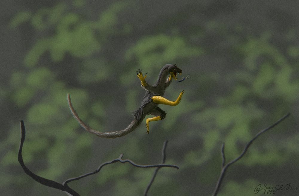 a Venetoraptor jumps to catch a dragonfly mid air, it kicks its feet out and waves its arms to keep balance

Venetoraptor is a reptile that is closely related to pterosaurs and based on hip material from relatives would've most likely used hopping as its main form of fast locomotion, Venetoraptor also possesses a hooked beak
