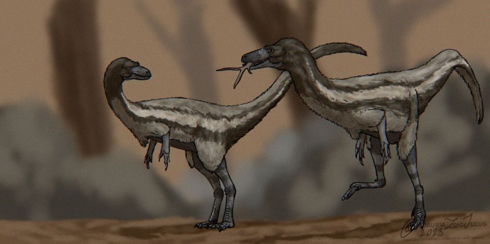 a mated pair of female Coelurus travel through an area of open scrubland, one of the females has found a particularly interesting stick that she shows to her mate.

Coelurus is a small theropod dinosaur that has had a complicated history of study with many species being described and then split from the genus, it had a long neck and tail and most likely hunted small mammals and reptiles, maybe birds and amphibians