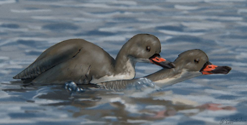 a pair of female Camptorhynchus labradorius (labrador ducks) mate in open water

Labrador ducks are an extinct genus of duck closely related to the still living Steller's eider, they were presumed extinct in 1878. Their bills are large and robust as they fed on small hard-shelled animals living in the sediment. they most likely used their soft beaks to probe the bottom of coastal waters for molluscs and crustaceans, it was noted by fishermen that labrador ducks were sometimes caught on fishing lines baited with mussels
