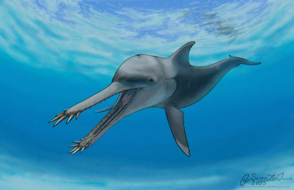 A Nihoroa investigates the camera