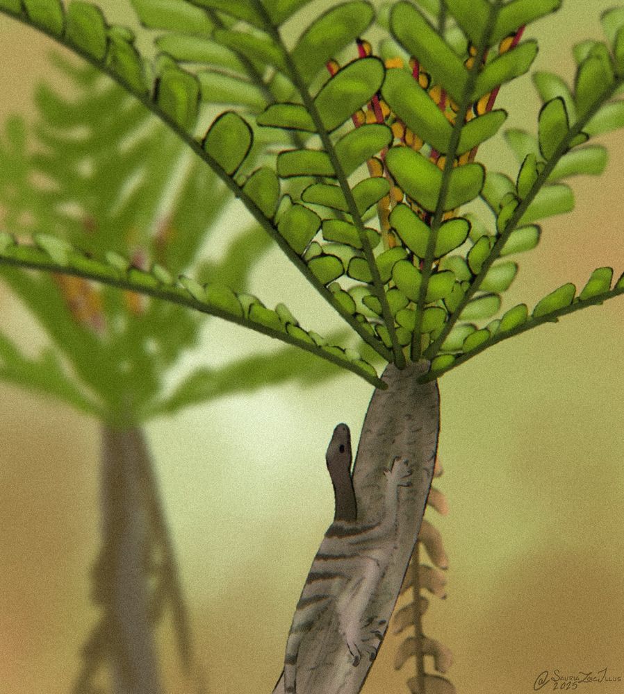 an Ozimek rests in the shade on the internode of a Pterophyllum whole plant

Ozimek is an extinct gliding reptile that had a long neck and tail with thin long limbs indicating that it most likely had a large gliding squirrel-like patagium between its limbs, alluding to an arboreal gliding lifestyle

Pterophyllum is a form genus of leaf that looked vaguely like cyad leaves. it's associated with the wind pollinated male bennettitale pollen cone form genus Welsbergia, it looked somewhat like a flower but with conspicuous microsporangia (pollen producing organs) all along its microsporangiophores ("petals")