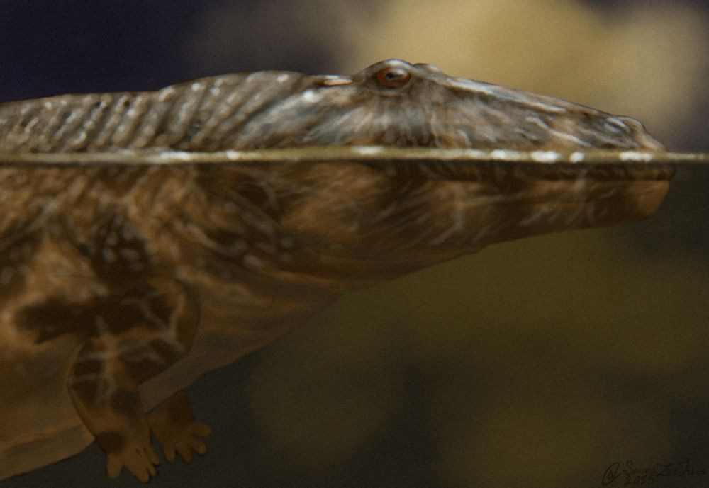 an Eryops floats at the surface of the water, the top of its flat face sticks above the waterline

Eryops is a kind of temnospondyl, ancient amphibians that had scales but still relied on water to reproduce, it had a very flat face, but a very wide body