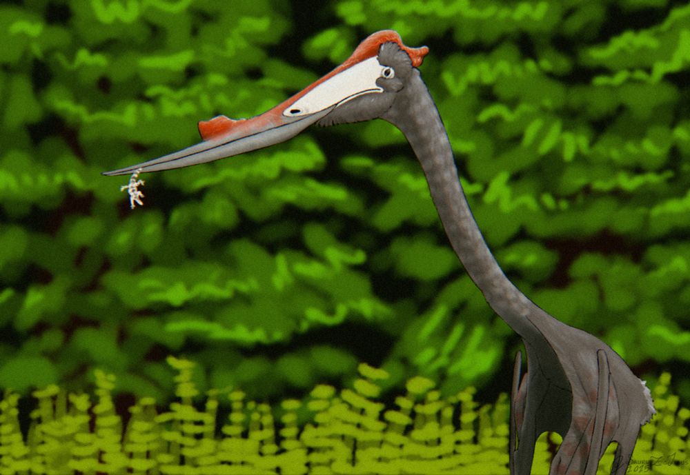 an Infernodrakon catches a small lizard at the edge of a forest. conifers are to the far back, and a line of short horsetails are growing infront of them

Infernodrakon is an azhdarchid pterosaur (a group of stork-like pterosaurs) that is known from only a single cervical vertebra, it was discovered alongside a juvenile tyrannosaur (called Jane) and was originally erroneously assigned to Quetzalcoatlus but was soon after recognised to be distinct, in 2025 it was (controversally) given a name despite no new material being found