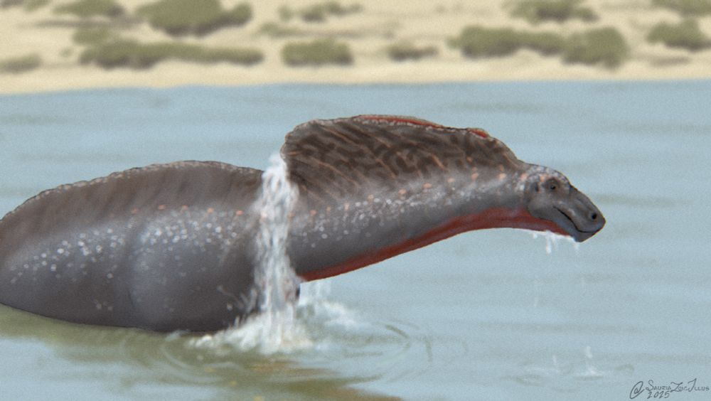 an Amargasaurus crosses a river, as it reaches the bank of the other side it tilts its neck up, the water that pooled between its neck sails cascades out from the gap in the back back into the river from whence it came

Amargasaurus is a kind of sauropod dinosaur (typically long necked and usually large quadrupedal reptiles) and specifically a dicraeosaurid (a group of sauropods with proportionally short necks, long tails, and tall spines on their back) it possessed two parallel sails on its neck made of spines that were angled towards the back of the animal