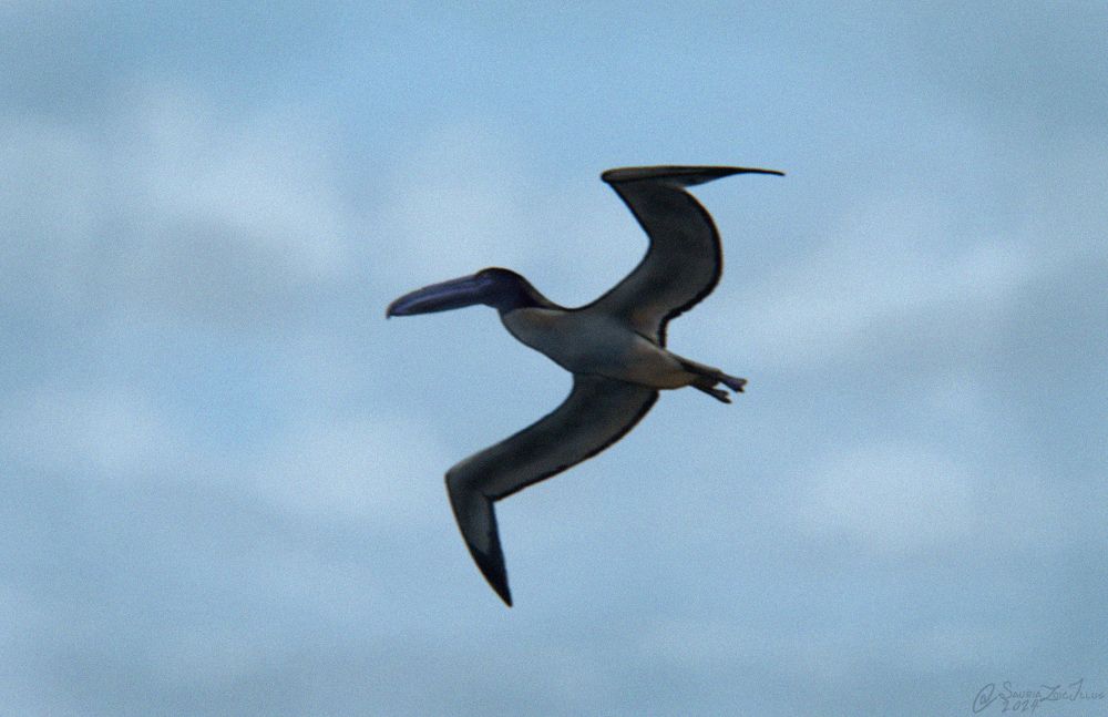 a Pelagornis is seen from below, the picture appears to be taken by a phone camera of some sort
