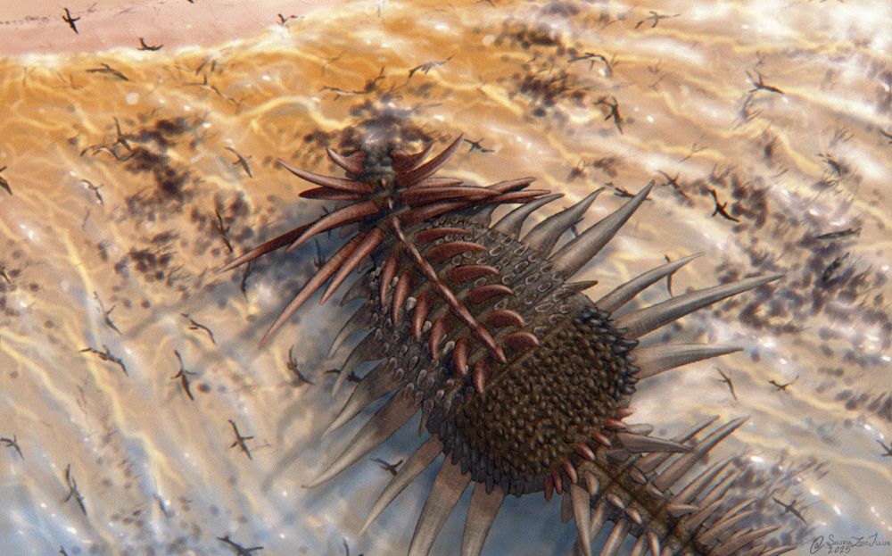 on a sunny and slightly windy day in Jurassic Morocco, a Spicomellus grazes on the abundant macroalgae by the shoreline. the warm sun and calm water trigger a mass hatching event of thalattosuchians who scramble into the seawater around the Spicomellus, two Scheenstia look on at the oncoming swarm. the Spicomellus is unfazed and continues grazing Spicomellus is a surprisingly derived (unexpected) ankylosaur (large herbivorous armoured dinosaurs) known primarily from osteoderms, these ostoederms are special and unlike any other ankylosaur osteoderms as they fuse to the ribs during ontogeny, there's also evidence it had a tail weapon based on its tail vertebrae, but no such weapon has been identified yet. it would've had incredibly large spikes all over its body Scheenstia is a genus of durophagous fish distantly related to alligator gars. it was very tall and thin in profile thalattosuchians are a group of fully marine crocodile relatives with fish-like tails and tiny forelimbs