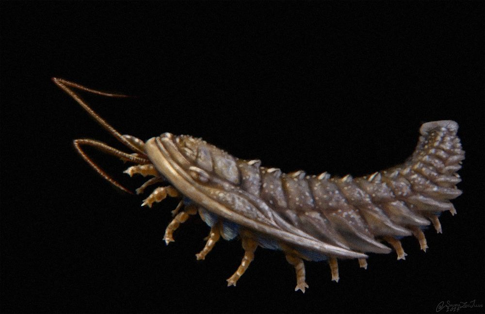 a Triarthrus novoaustralis raises its head towards the left of the frame. yellow warm light illuminates it from the left, while white cool light illuminates it from the right

Triarthrus novoaustralis is a somewhat long, but very small trilobite, a kind of ancient arthropod with an egg-like shape when viewed from the top