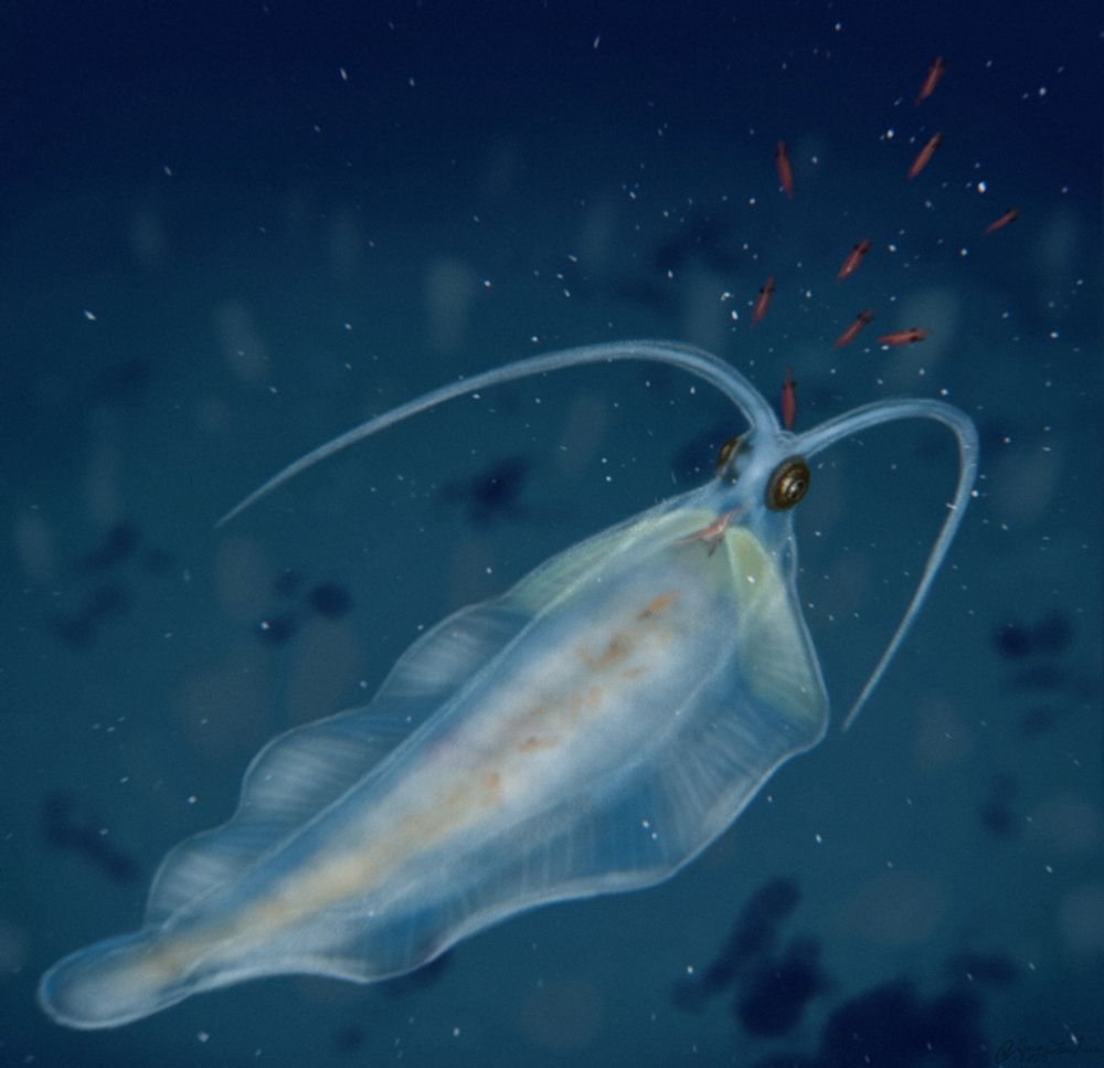 a Nektognathus chases a small school of small Isoxys, it's caught one and swallowed it. the Nektognathus uses its lateral jaws and basal plate to crush the swallowed Isoxys. other crushed up Isoxys can be seen in its stomach through its semi-transparent body.

Nektognathus is a very well preserved nectocaridid (group of extinct predators that swam simiarly to squid with long antennae and camera-type eyes that are related to arrow worms (Chaetognatha)). it was around 4mm long and preserves lightly sclerotized jaw elements (hardened bits used for chewing) that are only found in gnathiferans with its closest living relatives being arrow worms. Nectocaridids were once thought to be relatives of squid due to their similar appearences, but the presence of these jaw elements confirms their placement within Gnathifera

Isoxys is an extinct bivalved arthropod (arthropod with two shells that surround its body) that had an elongate and thin body. its commonly found in stomach contents