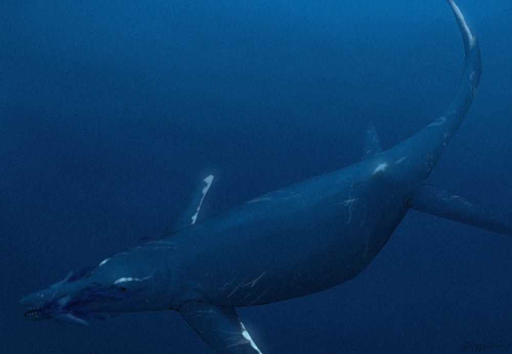 a Himalayasaurus has killed a smaller ichthyosaur, it swims away with the corpse still bleeding in its mouth

Himalayasaurus is a kind of ichthyosaur (fully marine reptiles with four flippers, dorsal fins, and tails used for swimming), specifically a shastasaurid (a group of the largest ichthyosaurs from the Upper Triassic). Himalayasaurus was found in Tibet and unlike other shastasaurids had ziphodont teeth (teeth made for cutting) suggesting it ate large prey, rather than having no teeth like other shastasaurids