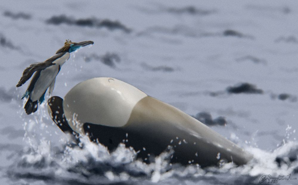 a Byrgmophyseter attempts to wind a Hokkaidornis, however the bird manages to rocket out of the water and dodge the whale's attack

Byrgmophyseter is an extinct whale with large teeth, it was around the size of an orca but most likely had a more obvious melon

Hokkaidornis is a basal penguin that looked more like a long and large cormorant, however was not able to fly like most cormorants