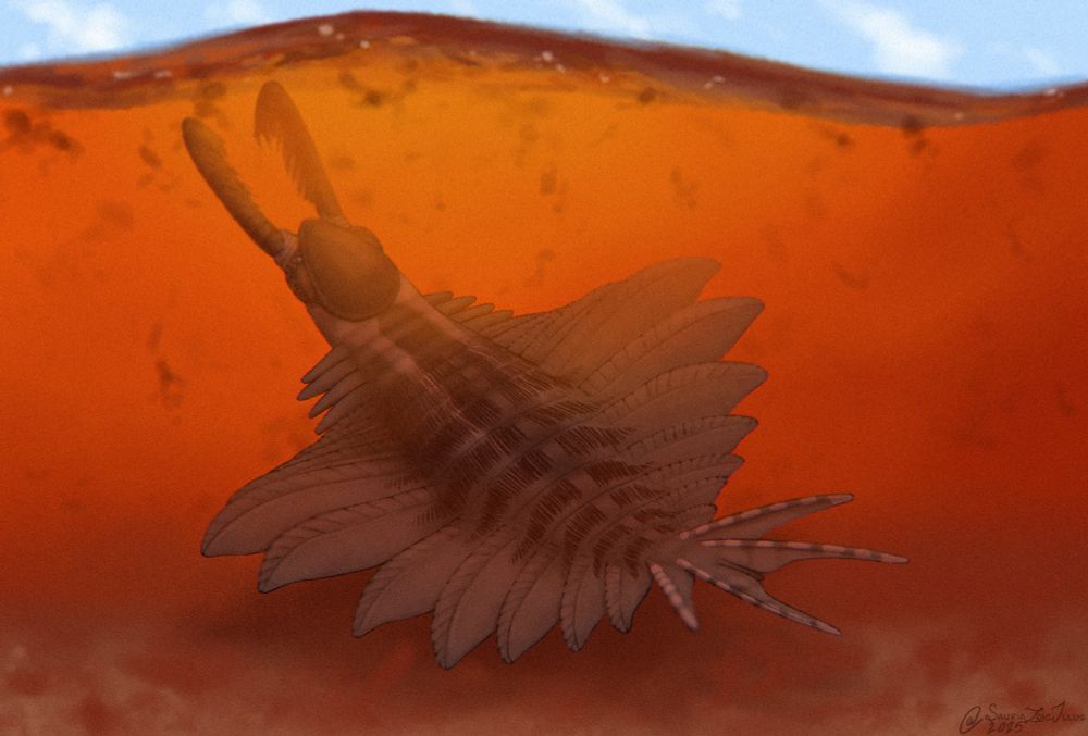an Echidnacaris ventures into shallow water. however, it's chosen a bad time to as the shoreline is currently experiencing a red tide, a rise in excess nutrients has caused dinoflagellates and other kinds of algae to grow out of control, staining the water a deep orange and releasing harmful toxins

Echidnacaris is a kind of radiodont, very primitive and extinct marine arthropods that swam using rows of fins on the sides of their body. Echidnacaris was a filter-feeding radiodont, using its bristled feeding apendages to capture small prey to bring to its mouth. it's especially weird compared to other radiodonts as it had eyes that werent on stalks and had eyebrow sclerites to block overhead sunlight, implying it lived in a very well lit environment