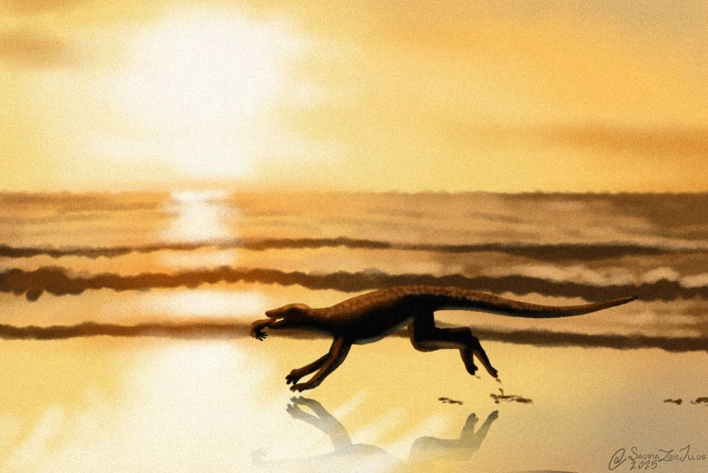an Araripesuchus gallops across a beach at sunset, it has an ammonite in its mouth, the sunset over the ocean can be seen in the background

Araripesuchus is a kind of croc that was part of an extinct branch of pseudosuchians, it was fully terrestrial and may have had osteoderms covered by skin