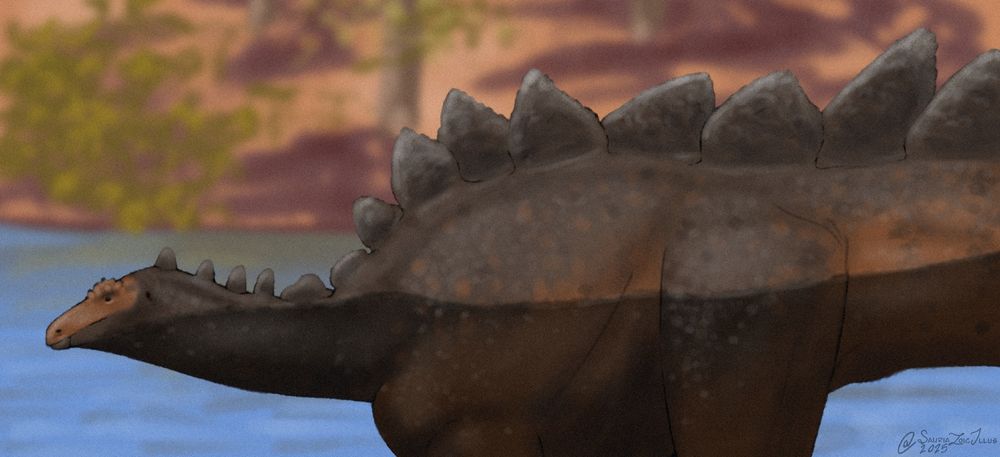 a Stegosaurus walks along the bank of a river it just exited, trees and ferns can be seen in the back

Stegosaurus was a kind of stegosaurian dinosaur (armoured quadrupedal reptiles that used either plates or spikes along the top of their bodies), Stegosaurus is the namesake of the group with large plates running along its back, and a four spiked weapon at the end of its tail known as a thagomizer