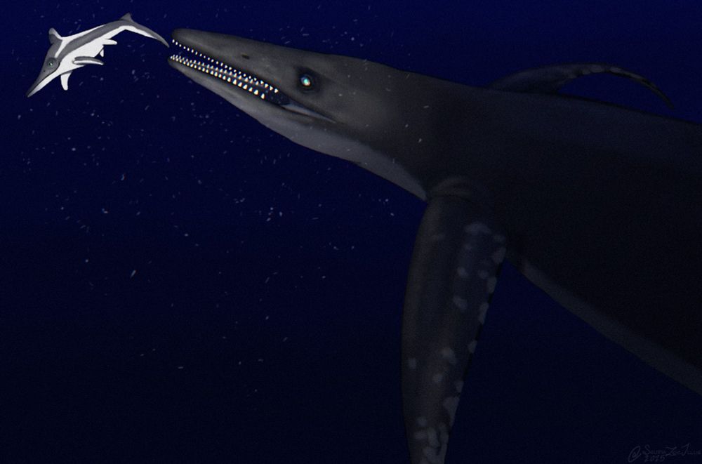 during dusk in the open ocean, a Mixosaurus is ambushed by a Thalattoarchon, both animals are illuminated by an artificial light coming from the camera

Mixosaurus and Thalattoarchon are both ichthyosaurs, marine reptiles that were adapted for life in the open ocean. Mixosaurus was much smaller and looked vaguely like a dolphin, while Thalattoarchon had a more boxy skull and probably had longer fins and an overall longer body