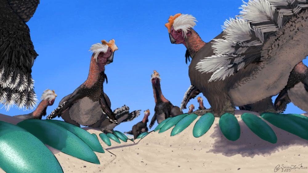 this piece depicts a nesting colony of male Oksoko on an alluvial fan during the glaring heat of the day. it's speculated that nesting dinosaurs with large clutch to body size ratios (like oviraptorosaurs) were polygamous and may have communally raised eggs in colonies like the one depicted.

taking a page out of the oviraptorosaurs' book; it's important that we take care of everyone in our society, including people with special needs. respite care of san antonio is important for its local community, especially since kids with special needs are high risk for a lower quality of life, donations that go to the charity will help them give these kids and their families good opportunities to increase their quality of life

Oksoko is a small oviraptorosaur (bird-like theropods with flat crests on their faces) with a very big body and small two fingered arms like a T. rex, here ive depicted them with speculative display structures on their heads