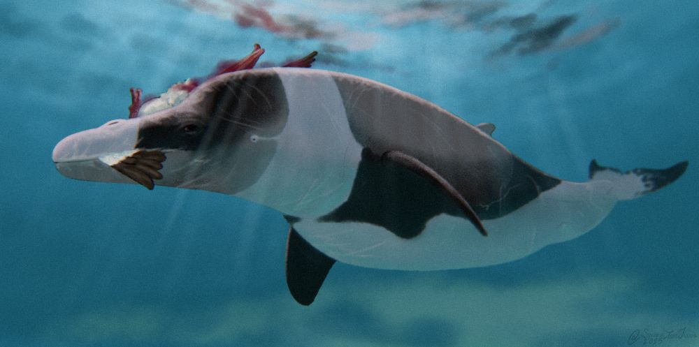 a Dorudon swims by the camera with the corpse of an Eopelecanus in its mouth, however most of the Eopelecanus' body is obscured. the Dorudon's body is covered in scars

Dorudon is a kind of basilosaurid whale (ancient whales that still had small backflippers) which was predatory and looked not too disimilar to modern cetaceans (other then its visible hindlimbs)

Eopelecanus is the oldest recorded pelican, despite the fact that it's only known from a single tibiotarsus (a bird foot bone), we know that pelicans have been very conservative in their morphology throughout their evolution so it's within reason to reconstruct it broadly similarly to modern pelicans