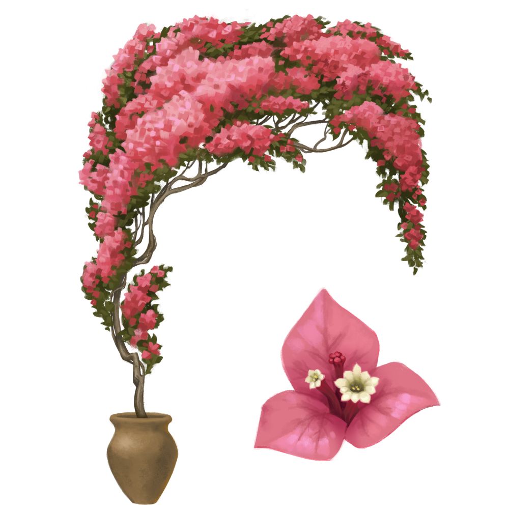 a pink-lemonade variety of bougainvillea, trained into an arch in a ceramic pot. there's a close-up detail of one of the flowers to show its anatomy
