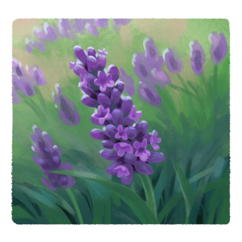 a close up, painterly image of a lavender blossom. behind it are blurry, softer versions of the lavender blossom