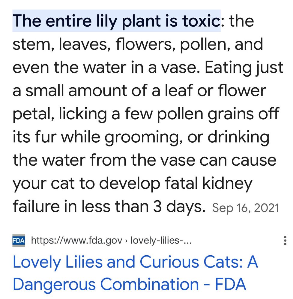 snip of FDA article which says:

The entire lily plant is toxic: the stem, leaves, flowers, pollen, and even the water in a vase. Eating just a small amount of a leaf or flower petal, licking a few pollen grains off its fur while grooming, or drinking the water from the vase can cause your cat to develop fatal kidney failure in less than 3 days
