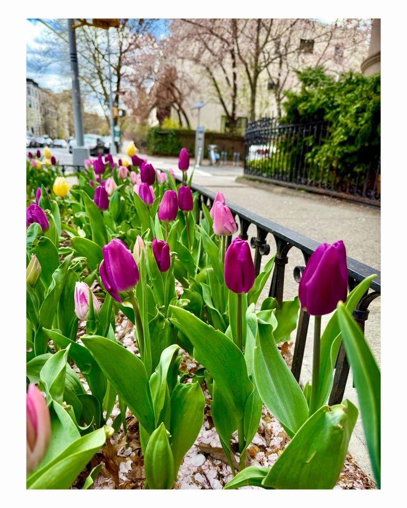 Spring flowers.