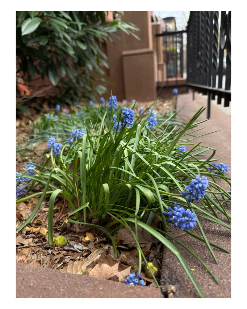 Spring flowers.