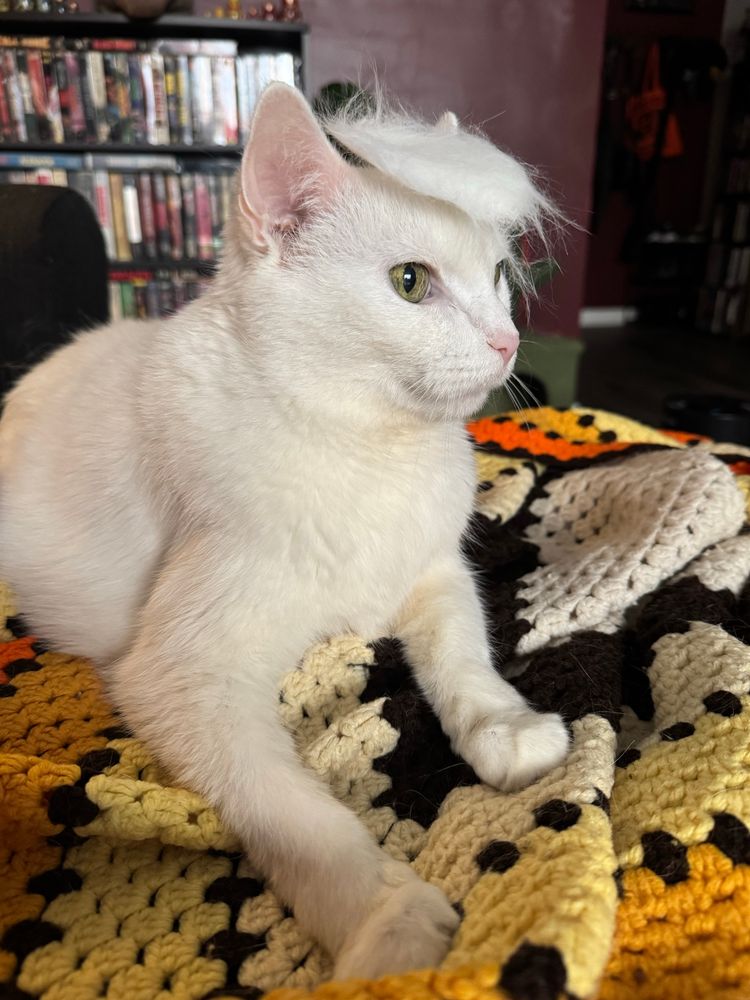 A white cat with green eyes on a yellow and orange blanket with a clump of his own hair on the top of his head. 