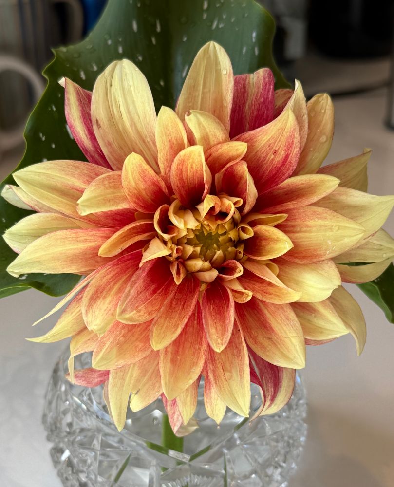 A newly emerged Dahlia flower resplendent in yellow, orange, and red 😄