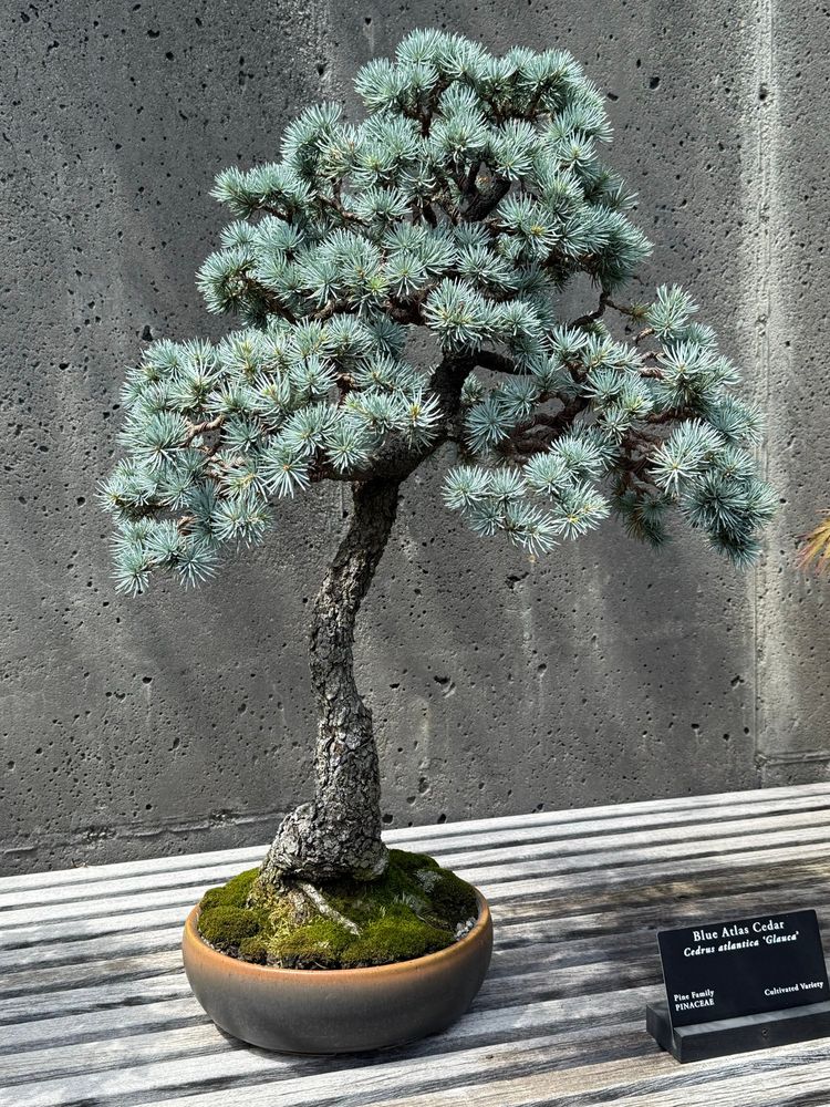 A Blue Atlas Cedar tree done in Bonsai style.