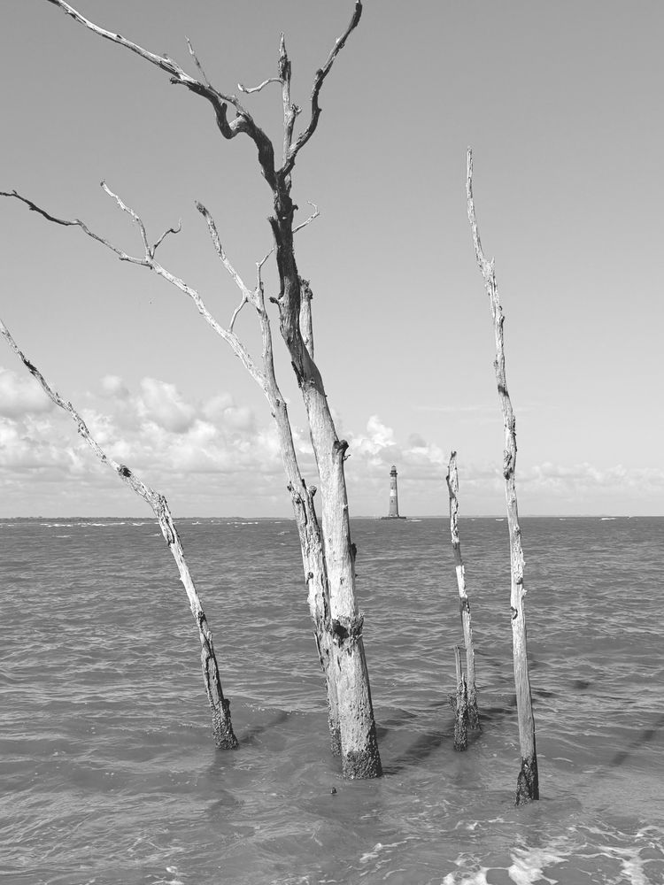 Sun bleached ghost trees surrounded by the tide. In the background, near the horizon, is a lighthouse. Found at Folley Beach, South Carolina.