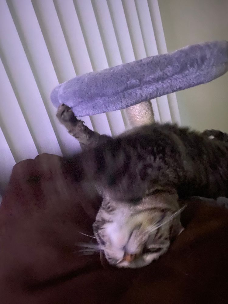 Sorry it’s just a cat trying to enter the middle space 