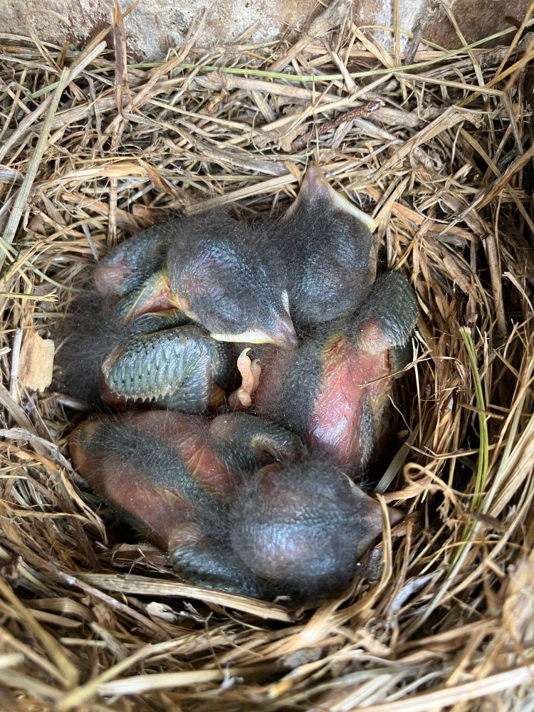 A nest made of dried grass, with three mostly-bald bluebird hatchlings.
