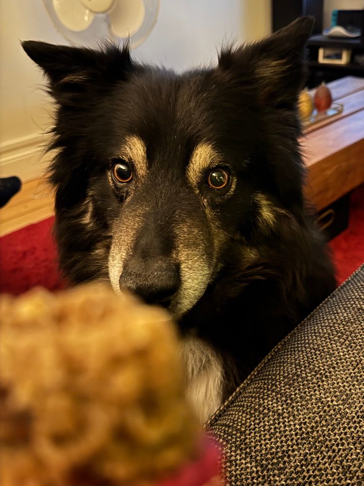 Our dog sits in front of the camera, looking at an out-of-focus piece of flapjack like it’s the only thing he’s ever loved. 